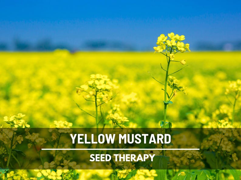 Yellow Mustard Seeds – Heirloom Herb, Sinapis Alba, Cover Crop, Culinary Spice, Grow Your Own Mustard | 200 Seeds image 1