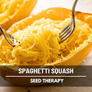 Spaghetti Squash Seeds – Heirloom Winter Squash, Gluten Free Pasta Substitute, Open Pollinated, Non-GMO, Easy to Grow | 20 Seeds