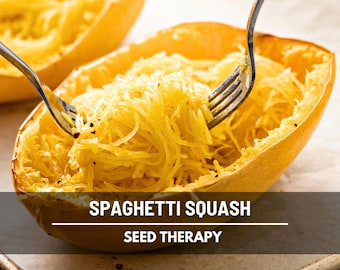 Semillas de calabaza espagueti – Sustituto de pasta tradicional, sin OMG (20 semillas)