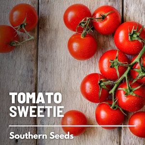 Tomato, Sweetie 50 Seeds Heirloom Vegetable, Indeterminate Plant Small, sweet cherry tomatoes Lycopersicon esculentum image 1