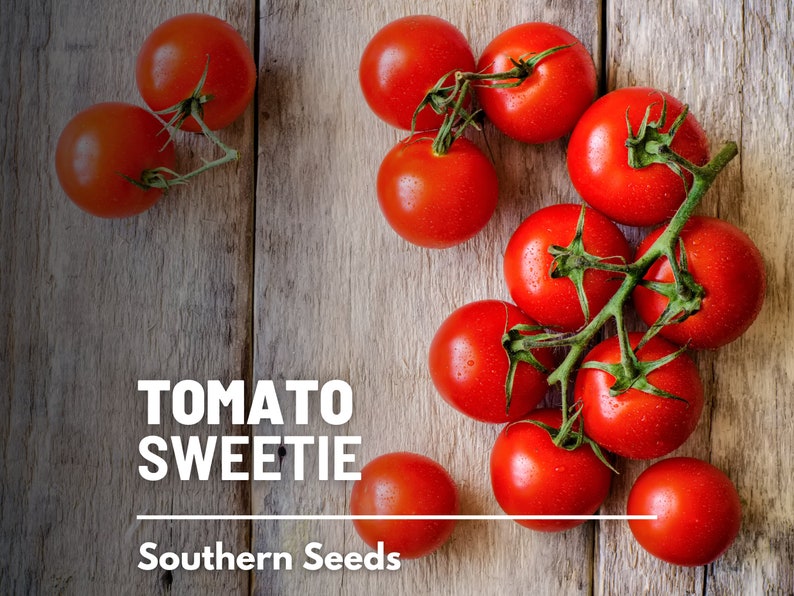 Tomato, Sweetie 50 Seeds Heirloom Vegetable, Indeterminate Plant Small, sweet cherry tomatoes Lycopersicon esculentum image 1