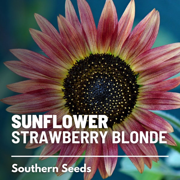 Sunflower, Strawberry Blonde - 25 Seeds - Heirloom Flower, Pale Petals with Blush Pink and Burgundy Tips (Helianthus annuus)
