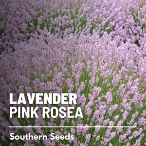 Lavender, Pink Rosea 20 Seeds Heirloom Flower Culinary & Medicinal Herb Fragrant Pink Flowers Lavandula angustifolia image 1
