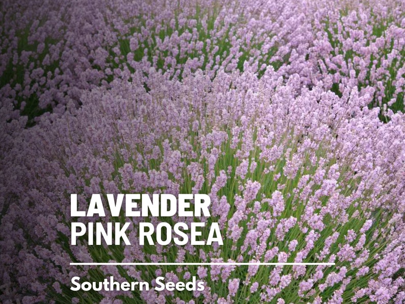 Lavender, Pink Rosea 20 Seeds Heirloom Flower Culinary & Medicinal Herb Fragrant Pink Flowers Lavandula angustifolia image 1