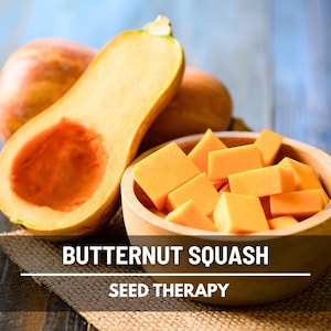 Waltham Butternut Squash Seeds – Heirloom, Winter Squash, AAS Winner, Open Pollinated, Non-GMO, Productive | 25 Seeds