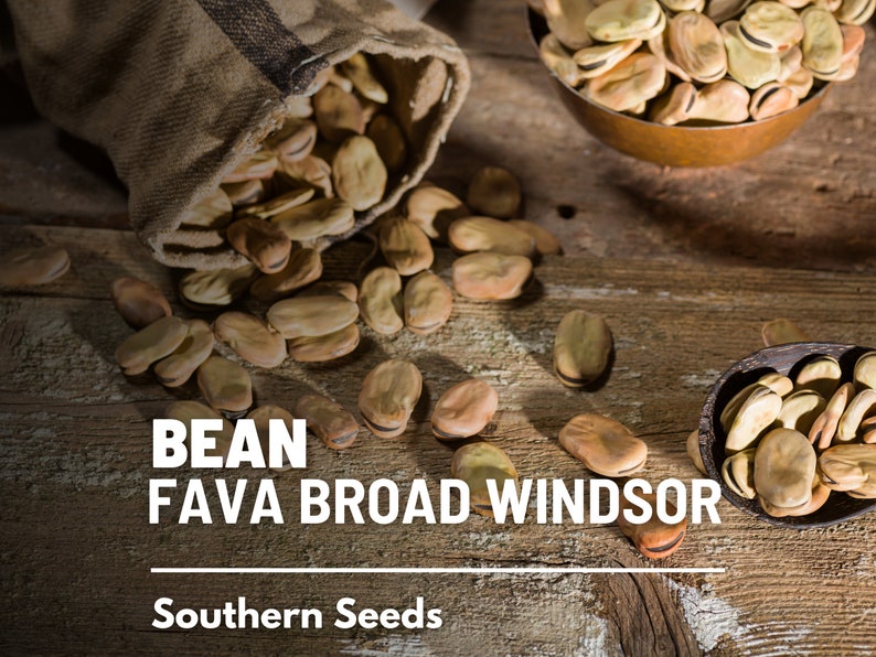 Seed Therapy Broad Windsor Fava Bean Seeds - Thumbnail 4