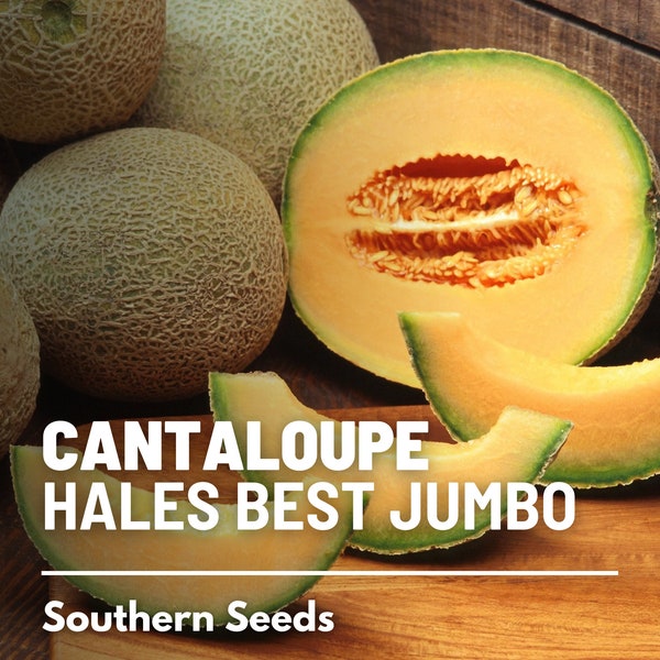 Melon, Hales Best Jumbo Cantaloupe - 50 Seeds - Heirloom Fruit - Non-GMO (Cucumis melo)