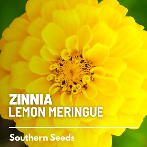 May include: A vibrant yellow Zinnia flower with dense, overlapping petals and a textured center. The text ZINNIA LEMON MERINGUE is printed in white, followed by a horizontal line and the text Southern Seeds at the bottom of the image.