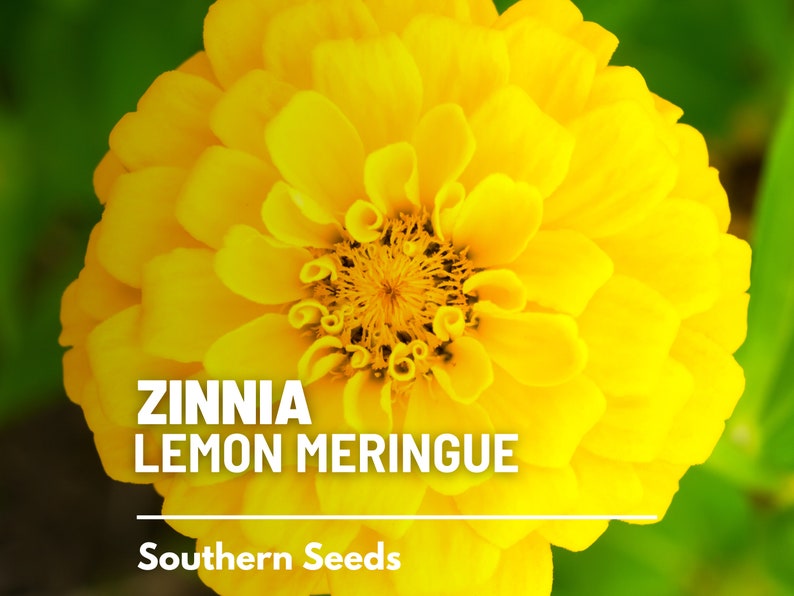 May include: A vibrant yellow Zinnia flower with dense, overlapping petals and a textured center. The text ZINNIA LEMON MERINGUE is printed in white, followed by a horizontal line and the text Southern Seeds at the bottom of the image.