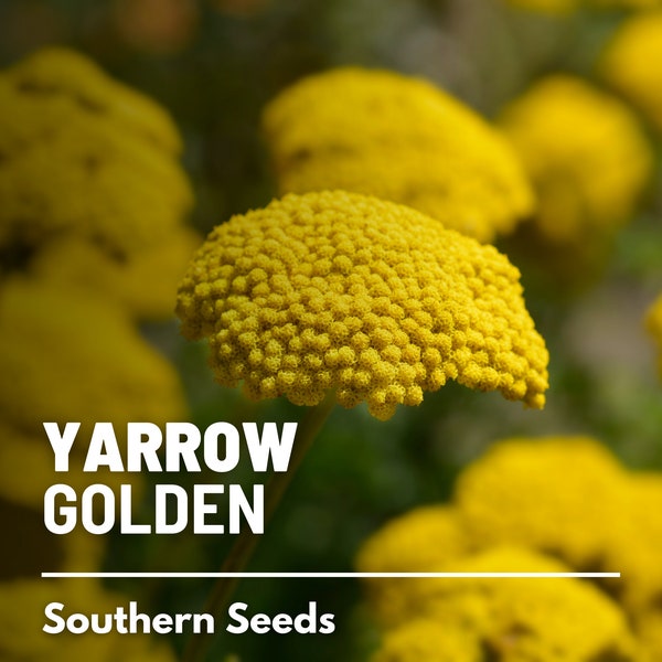 Yarrow, Golden Parker - 100 Seeds - Heirloom Herb, Medicinal Herb, Bright Blooming Flowers (Achillea filipendulina)