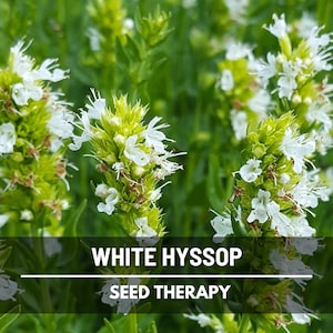 White Hyssop Seeds (Albus) – Heirloom Herb, Delicate White Flowers, Aromatic & Pollinator Friendly, Classic Garden Plant | 50 Seeds