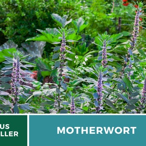Motherwort 50 Seeds Heirloom Herb Medicinal Delicate Pink Flowers Leonurus cardiaca image 9