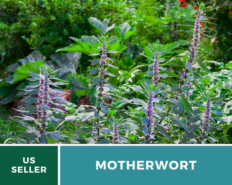 Motherwort 50 Seeds Heirloom Herb Medicinal Delicate Pink Flowers Leonurus cardiaca image 9