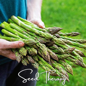 May include: A large bunch of fresh green asparagus spears with tightly closed, pointed tips. The stalks are vibrant green with subtle purple-tinged heads. The text Seed Therapy is written in a white cursive script at the bottom of the image.