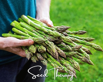 UC157 F2 Asparagus Seeds – High-Yielding, Heat-Tolerant Variety, Produces Uniform Gourmet Spears, Heirloom, Easy to Grow | 50 Seeds