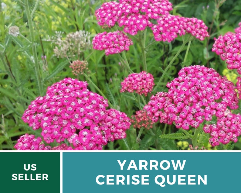 Yarrow, Cerise Queen 50 Seeds Heirloom Flower, Vibrant cerise-pink blooms, Attracts pollinators Achillea millefolium image 7