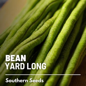 Pu&ograve; includere: Primo piano di un mazzo di fagiolini verdi lunghi. I fagiolini sono disposti in un mucchio su una superficie di legno. Il testo "BEAN YARD LONG" e "Southern Seeds" &egrave; visibile sotto i fagiolini.