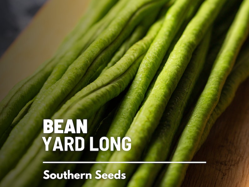 Pu&ograve; includere: Primo piano di un mazzo di fagiolini verdi lunghi. I fagiolini sono disposti in un mucchio su una superficie di legno. Il testo "BEAN YARD LONG" e "Southern Seeds" &egrave; visibile sotto i fagiolini.