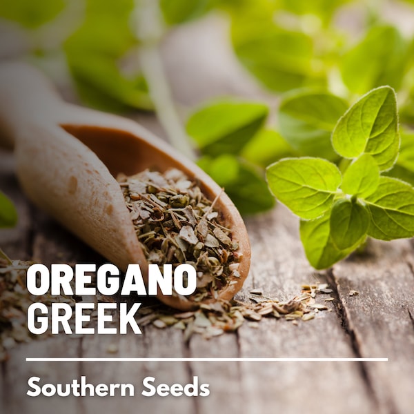 Oregano, Greek - 500 Seeds - Heirloom Herb - Robust, Classic Mediterranean Herb (Origanum vulgare)