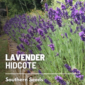 Lavender, Hidcote - 50 Seeds - Heirloom Flower - Culinary & Medicinal Herb (Lavandula angustifolia)