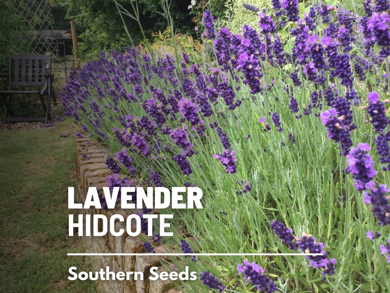 Lavender, Hidcote 50 Seeds Heirloom Flower Culinary & Medicinal Herb Lavandula angustifolia image 1