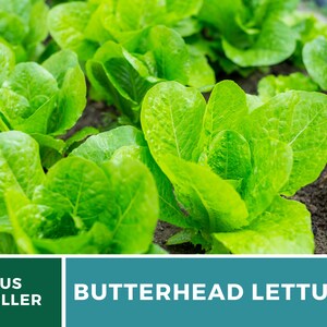 May include: A patch of vibrant green butterhead lettuce plants growing in dark soil. The image features a dark green banner with the white text US SELLER and a teal banner with the white text BUTTERHEAD LETTUCE displayed at the bottom.