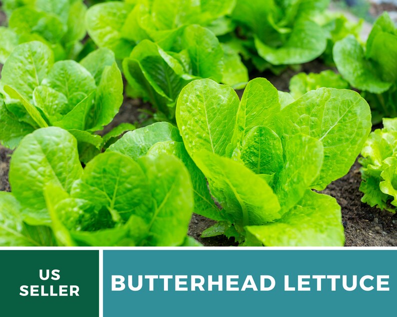 May include: A patch of vibrant green butterhead lettuce plants growing in dark soil. The image features a dark green banner with the white text US SELLER and a teal banner with the white text BUTTERHEAD LETTUCE displayed at the bottom.