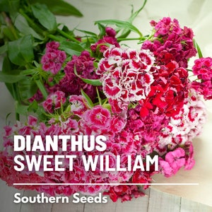 Sweet William - 250 Seeds - Heirloom Flower, Fragrant Flowers, Vibrant Colors, Attracts Pollinators, Garden Gift (Dianthus barbatus)