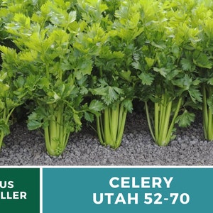 Utah 52-70 Celery Seeds – Heirloom, Non-GMO (300 Seeds) afbeelding 3