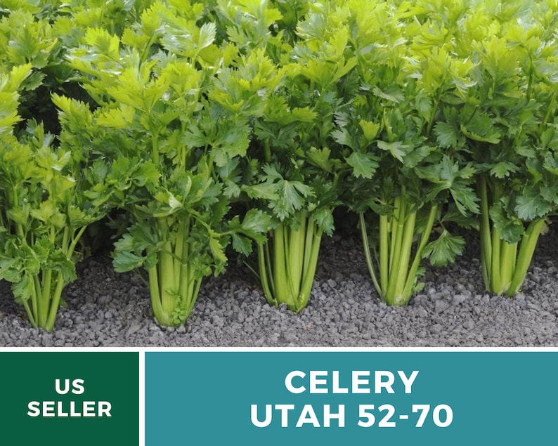 Utah 52-70 Celery Seeds – Heirloom, Non-GMO (300 Seeds) afbeelding 3