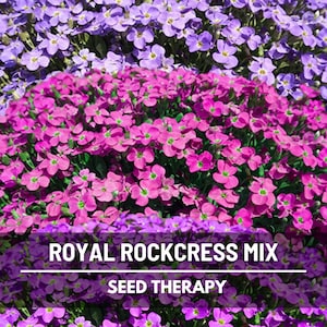 Royal Mix Rockcress Seeds – Vibrant Flower Mix, Spreading Ground Cover, Attracts Pollinators, Easy, Hardy | 100 Seeds
