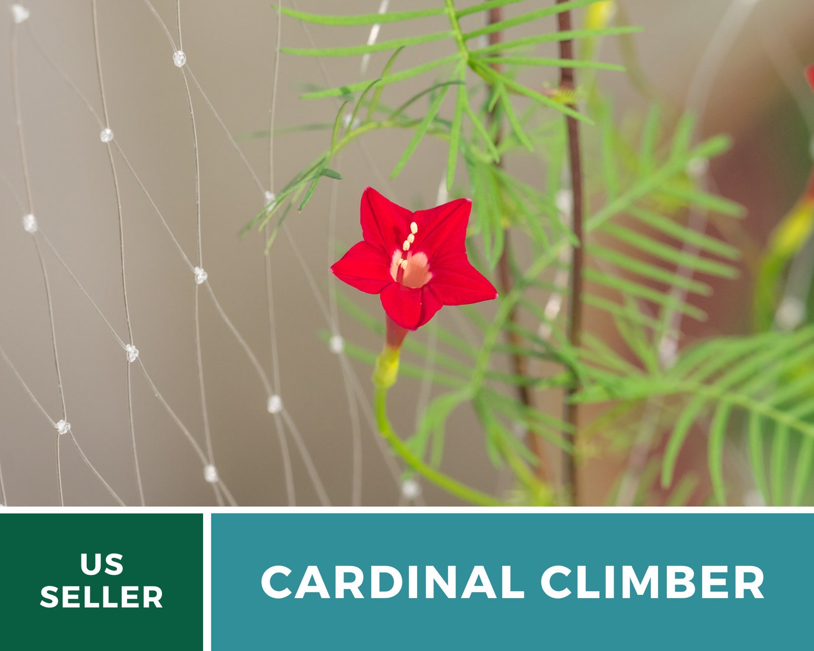 Cardinal Climber 30 Seeds Annual Vine Hummingbirds Love Etsy
