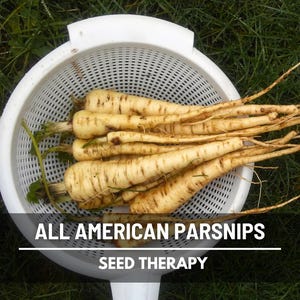 All American Parsnips freshly washed in white colander, ideal for roasting or soups, heirloom root vegetable.