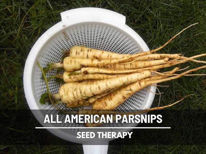 All American Parsnips freshly washed in white colander, ideal for roasting or soups, heirloom root vegetable.