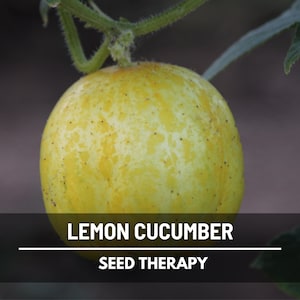 Lemon Cucumber Seeds – Heirloom, Open Pollinated & Non-GMO, Unique Yellow Variety, Crisp and Easy to Grow | 30 Seeds