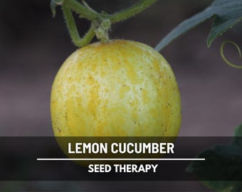 Lemon Cucumber Seeds – Heirloom, Open Pollinated & Non-GMO, Unique Yellow Variety, Crisp and Easy to Grow | 30 Seeds