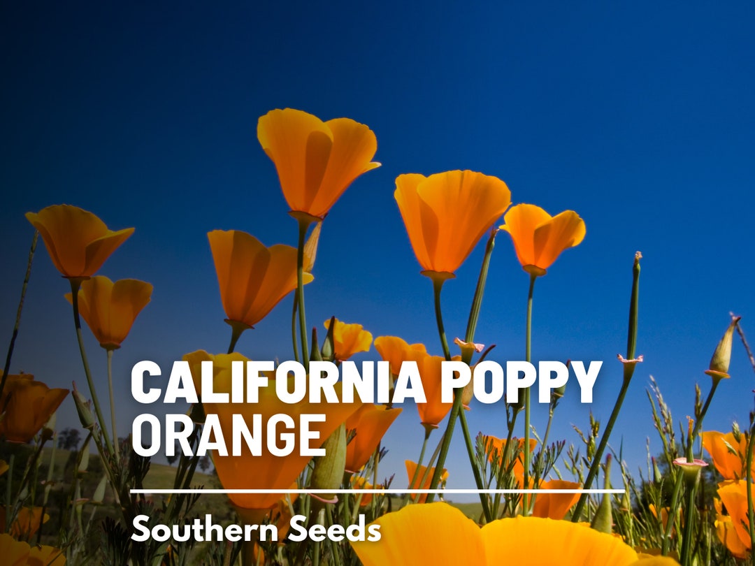 Poppy, California Orange 200 Seeds Heirloom Flower Striking Orange