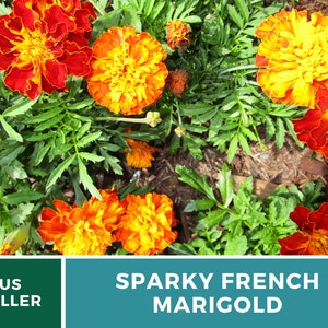 May include: Close-up of a cluster of orange and red marigold flowers in bloom. The flowers have a ruffled appearance and are surrounded by green foliage. The text "Sparky French Marigold" is displayed below the image.