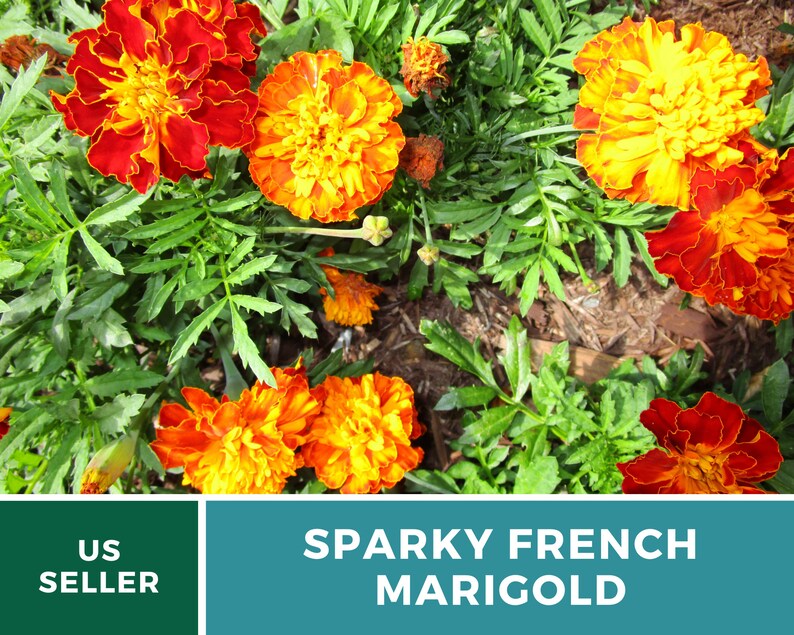 May include: Close-up of a cluster of orange and red marigold flowers in bloom. The flowers have a ruffled appearance and are surrounded by green foliage. The text "Sparky French Marigold" is displayed below the image.