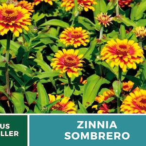 May include: A close-up of a patch of vibrant yellow and red Zinnia Sombrero flowers in bloom. The flowers are surrounded by lush green foliage.