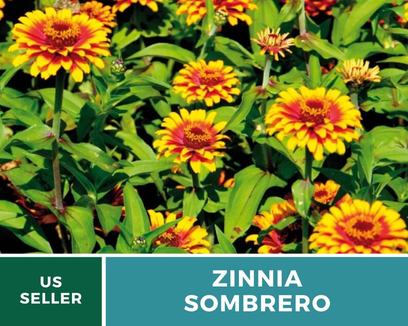 May include: A close-up of a patch of vibrant yellow and red Zinnia Sombrero flowers in bloom. The flowers are surrounded by lush green foliage.