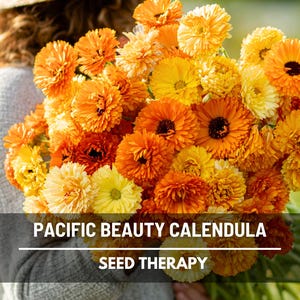 Pacific Beauty Calendula Seeds – Heirloom Medicinal Flower with Edible Petals, Popular in Herbalism and Teas, Easy to Grow | 100 Seeds