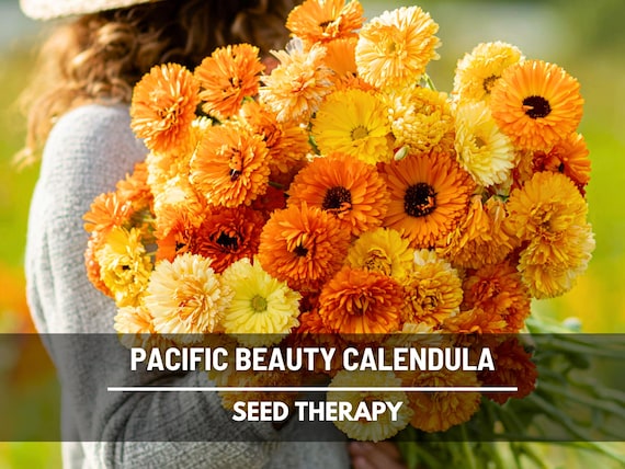 Pacific Beauty Calendula Seeds – Heirloom Medicinal Flower with Edible Petals, Popular in Herbalism and Teas, Easy to Grow | 100 Seeds