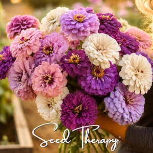 May include: A large bouquet of zinnia flowers in shades of purple, lavender, pink, and cream. The flowers have dense, layered petals and yellow centers. The text Seed Therapy is written in a white cursive font at the bottom of the image.
