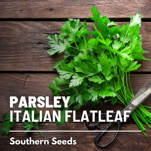 Parsley, Italian Flat Leaf - 200 Seeds - Heirloom Herb - Culinary & Medicinal (Petroselinum crispum)