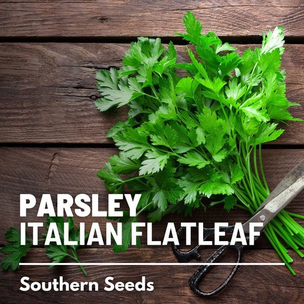 Parsley, Italian Flat Leaf - 200 Seeds - Heirloom Herb - Culinary & Medicinal (Petroselinum crispum)