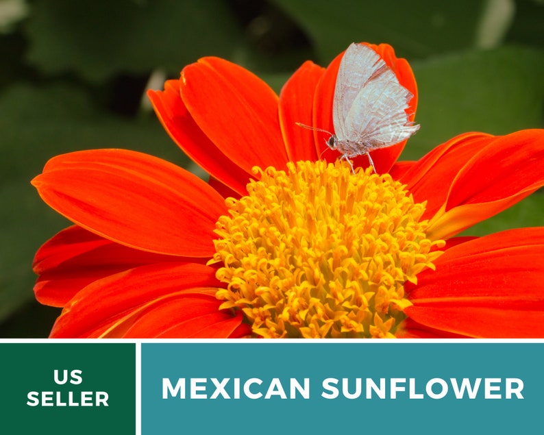 Seed Therapy Mexican Sunflower Seeds - Thumbnail 2