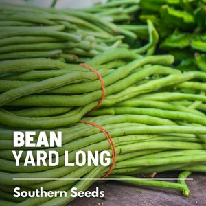 Pu&ograve; includere: Un mazzo di fagiolini verdi lunghi, legati insieme con elastici arancioni. I fagiolini sono disposti su una superficie di legno. Il testo "BEAN YARD LONG" e "Southern Seeds" &egrave; stampato sotto i fagiolini.