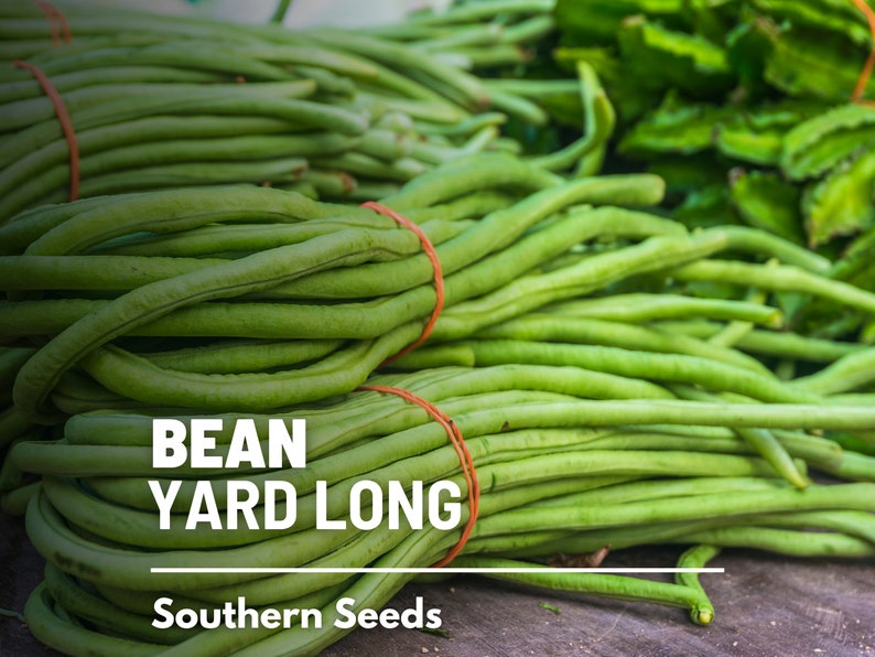 Pu&ograve; includere: Un mazzo di fagiolini verdi lunghi, legati insieme con elastici arancioni. I fagiolini sono disposti su una superficie di legno. Il testo "BEAN YARD LONG" e "Southern Seeds" &egrave; stampato sotto i fagiolini.