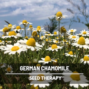 German Chamomile Seeds – Heirloom Medicinal and Culinary Herb, Non‑GMO, Open Pollinated, Tea Garden Favorite | 200 Seeds